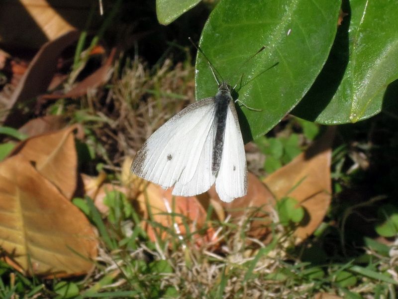 lepidotteri vicino roma